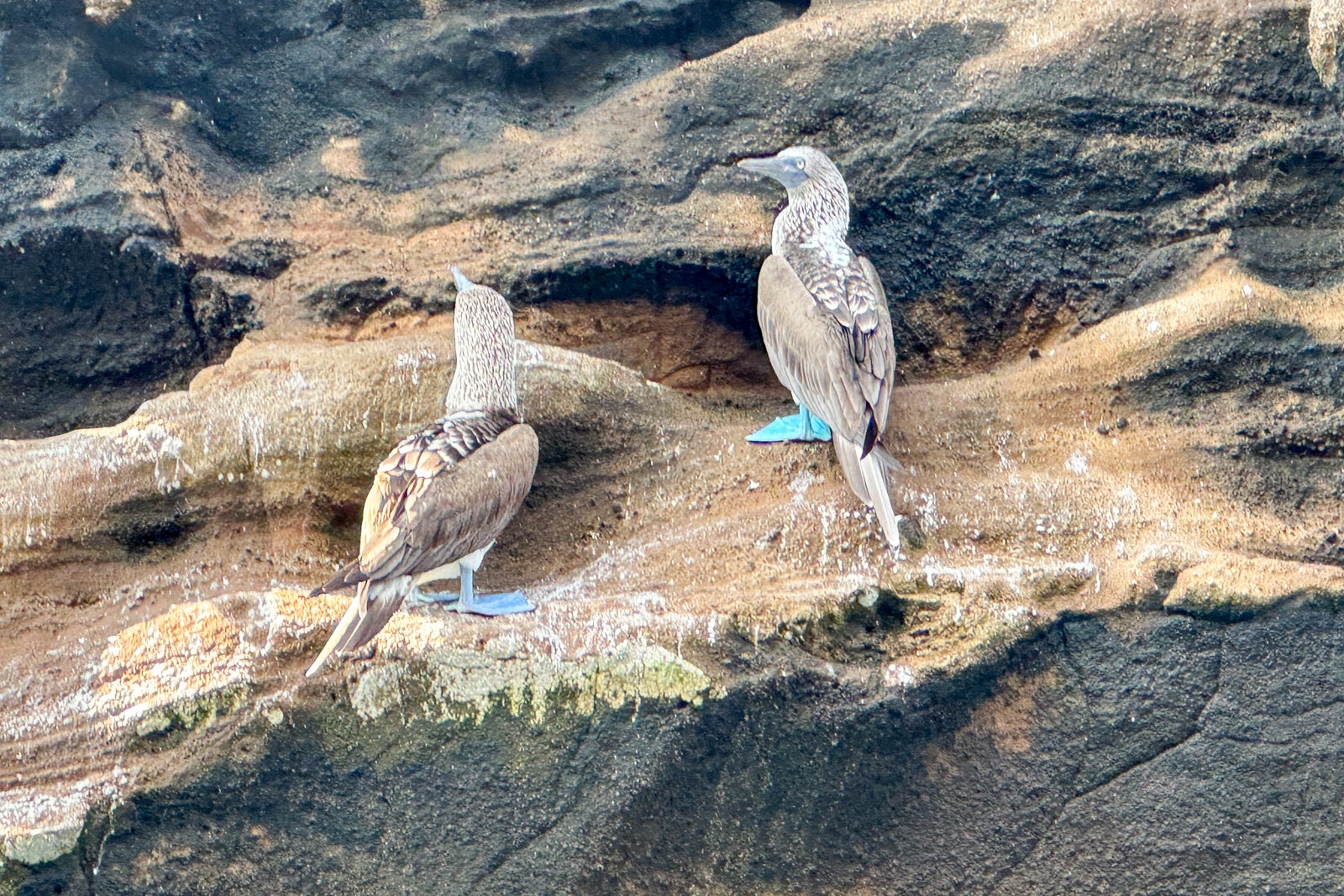 You are currently viewing My first cruise to the Galapagos: The good, the bad and the absolutely adorable