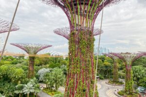 Read more about the article Free Singapore tours return to Changi Airport after 2-year hiatus