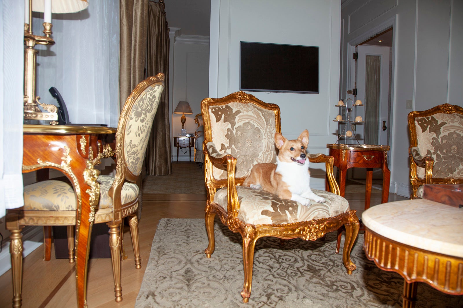 You are currently viewing Uptown corgis: My dog’s pet-friendly stay at The Plaza