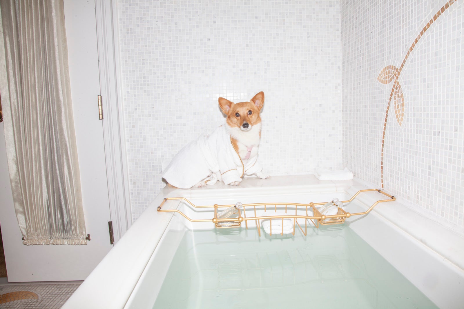 Read more about the article These hotels go all-out with luxury pet amenities