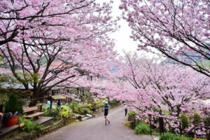 Read more about the article The 12 best places to see cherry blossoms abroad this spring