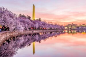 Read more about the article The 11 best places to see cherry blossoms across the US this spring